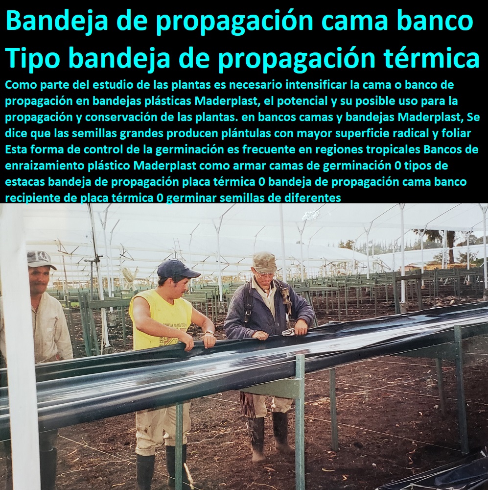 Bancos de enraizamiento plástico Maderplast como armar camas de germinación 0 tipos de estacas bandeja de propagación placa térmica 0 bandeja de propagación cama banco recipiente de placa térmica 0 germinar semillas de diferentes Bancos de enraizamiento HIDROPONÍA, AGRICULTURA, COSECHA, POSCOSECHA, Tutores para Flores cable vía Bananas Aromáticas, Cultivos Tecnificados, Invernaderos, Semilleros, Bancos De Siembra, plástico Maderplast como armar camas de germinación 0 tipos de estacas bandeja de propagación placa térmica 0 bandeja de propagación cama banco recipiente de placa térmica 0 germinar semillas de diferentes